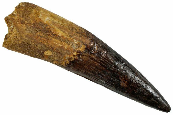 Fossil Spinosaurus Tooth - Massive Dinosaur Tooth #227272